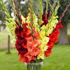 Gladiolus Flower Seeds - Border Mix