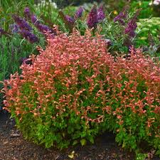 Agastache Mango Tango Seeds