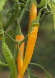 Hot Pepper Seeds - Cayenne Orange