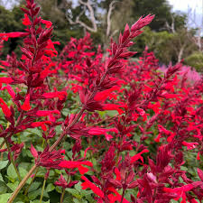 Salvia Roman Red Seeds