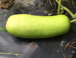 Bottle gourd-Dhol