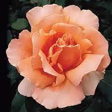 Orange Joey Hybrid Tea Rose Plant Seeds - Non-GMO Heirloom Garden Seeds for Planting Dhara Seeds