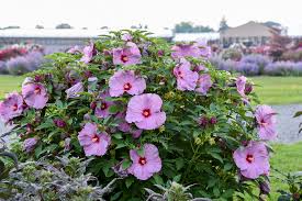 Hibiscus Summerific Lilac Crush Rose Mallow Seeds