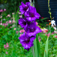 Gladiolus Flower Seeds - Purple Flora