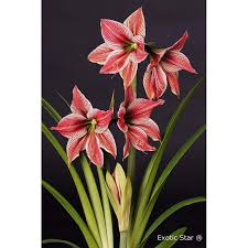 Amaryllis Seeds - Exotic Star