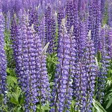 Wild Perennial Lupine Seeds