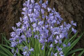 Hyacinth Seeds - Blue Wood Hyacinth