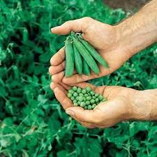 Pea Seeds - Little Marvel