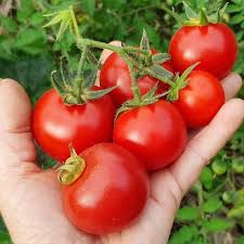 Tomato Seeds (Organic) - Moneymaker