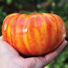 Tomato Seeds (Organic) - Big Rainbow