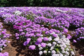 Candytuft Seeds (Dwarf) - Fairy Mix