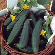 Cucumber Seeds - Tasty Green