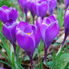 Crocus Seeds (Large Flowering) - Remembrance