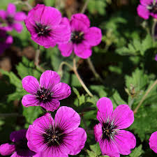 Geranium Dragon Heart Seeds