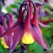 Oriental Columbine Seeds