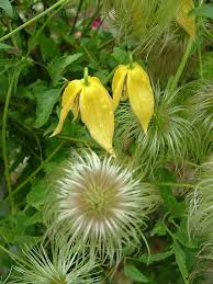 Clematis tangutica Seeds