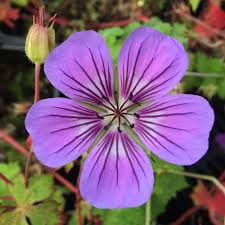 Geranium Havana Blues