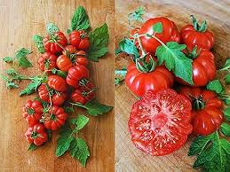 Tomato Seeds - Costoluto Genovese