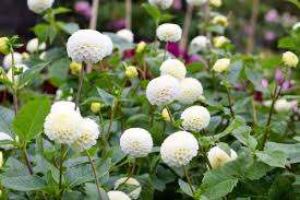 Dahlia Seeds (Mini Pompon) - Small World