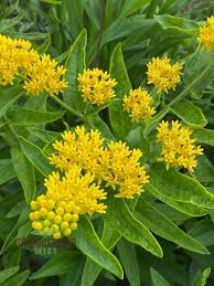 Butterfly Weed Yellow Seeds