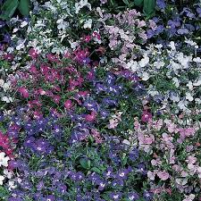 Riviera Mixture Lobelia Seeds