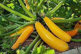 Squash Seeds (Organic) - Golden Zucchini