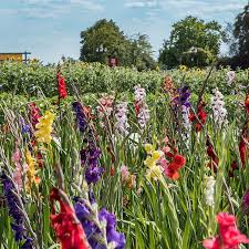 Gladiolus Flower Seeds - Rainbow Mix