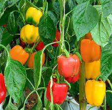 Sweet Pepper Seeds - Mini Bell Blend