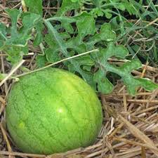 Watermelon Seeds - Golden Midget