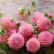 Dahlia Seeds - Linda's Mix