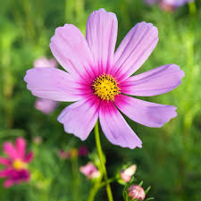 Cosmos 'Gloria Rosa' Seeds for Garden and Container Planting