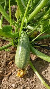 Squash (Summer) Seeds - Grey Zucchini