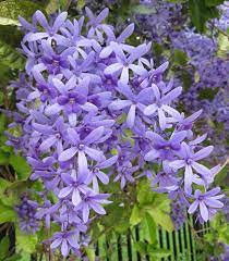 Purple Sandpaper Vine PETREA VOLUBILIS Flower Seeds for Planting - 100