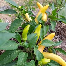 Hot Pepper Seeds - Hungarian Yellow Hot Wax