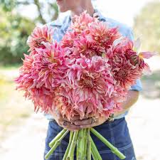 Dahlia Seeds (Dinnerplate) - Penhill Watermelon