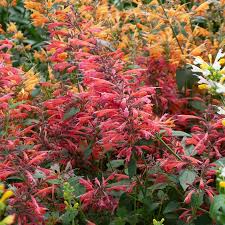 Agastache Sunrise Red Improved Seeds