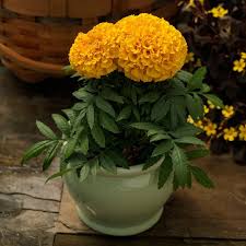 Gold Marigold Seeds