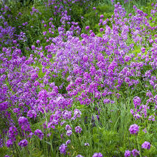 Dames Rocket Seeds - Violet