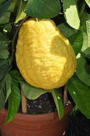 Yellow Citron Citrus Plant Seeds - Grow Fragrant Yellow Citron Fruits at Home
