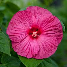 Rose Hibiscus Seeds