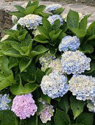 Everlasting Revolution Hydrangea