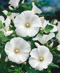 Lavatera Mont Blanc Seeds