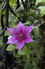 Clematis Adam's Courage Seeds