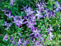 Clematis Venosa Violacea Seeds