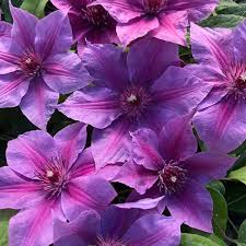 Clematis Adam's Courage Seeds