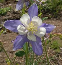 Blue Columbine Seeds