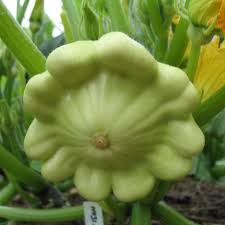 Squash (Summer) Seeds - Scallop Panache Jaune et Vert