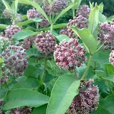 Common Milkweed Heirloom Seeds