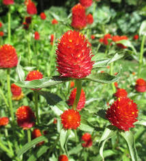 Globe Amaranth Strawberry Fields