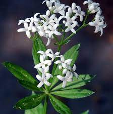 Woodruff Flower Seeds for Planting - 100